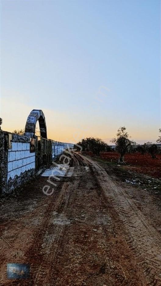 Liva Gayrimenkul'den Bağ Evlik Veya Yatırımlık Fırsat Arazi — fotoğraf 22