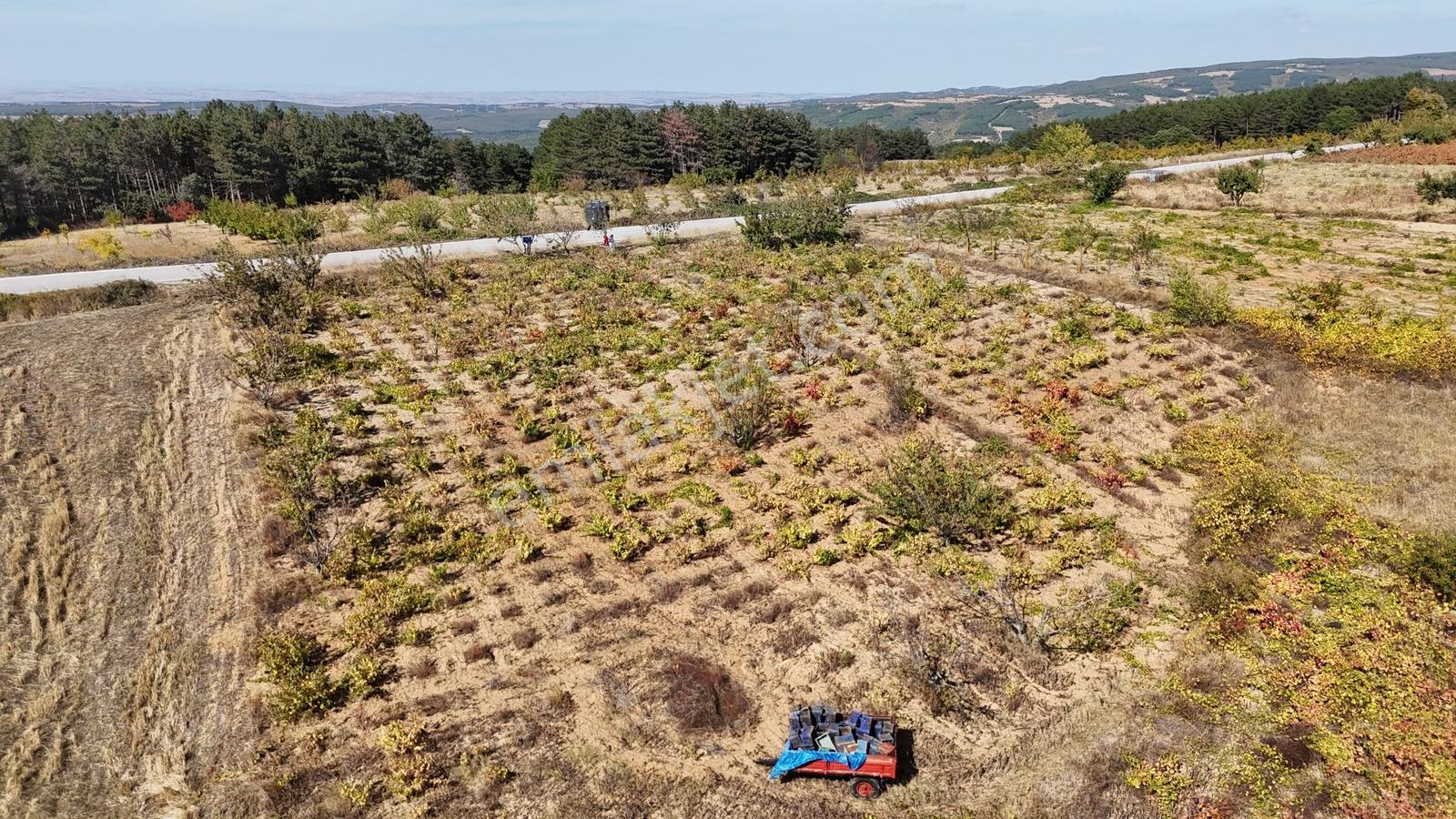 Çengellide 11.060 M² Ana Cadde Cepheli Üzüm Ve Kiraz Bahçesi — fotoğraf 10