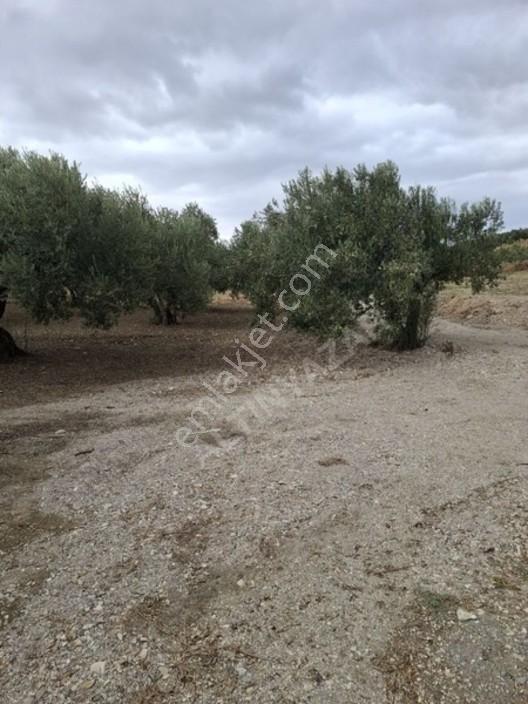 Foça Gerenköyde 1232 M2 Zeytinlik Satılıktır
