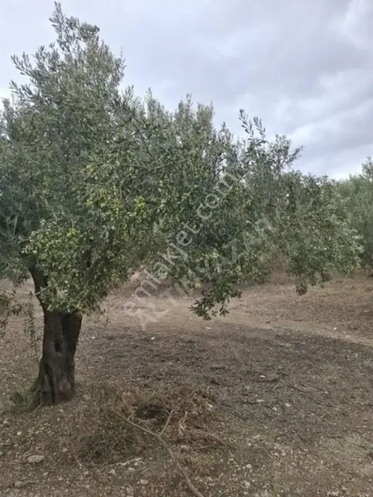 Foça Gerenköyde 1232 M2 Zeytinlik Satılıktır — fotoğraf 2