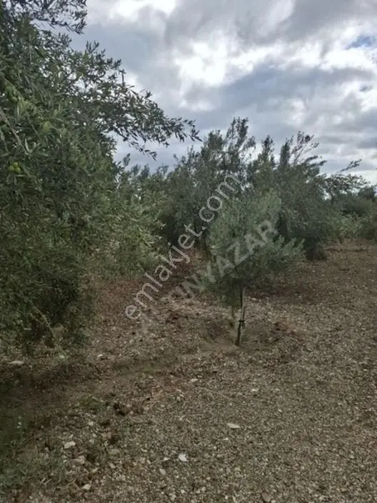 Foça Gerenköyde 1232 M2 Zeytinlik Satılıktır — fotoğraf 3