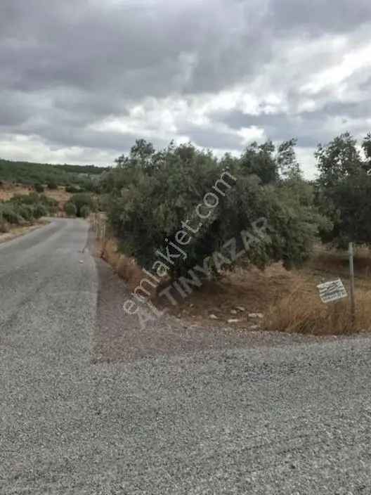 Foça Gerenköyde 1232 M2 Zeytinlik Satılıktır — fotoğraf 4
