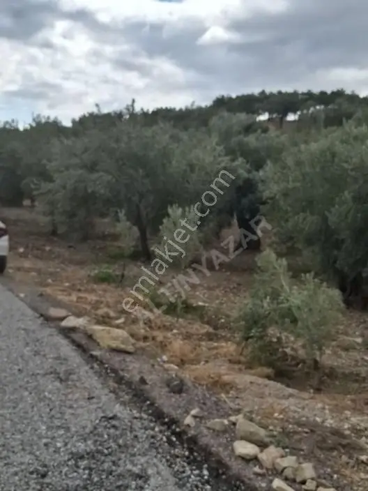 Foça Gerenköyde 1232 M2 Zeytinlik Satılıktır — fotoğraf 5