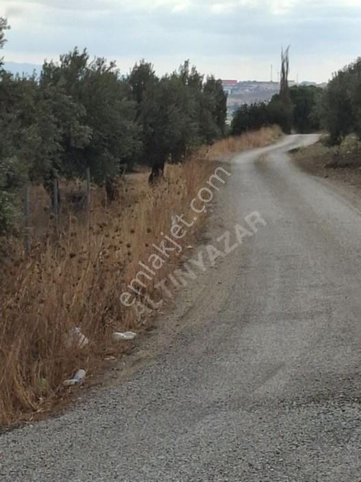 Foça Gerenköyde 1232 M2 Zeytinlik Satılıktır — fotoğraf 6