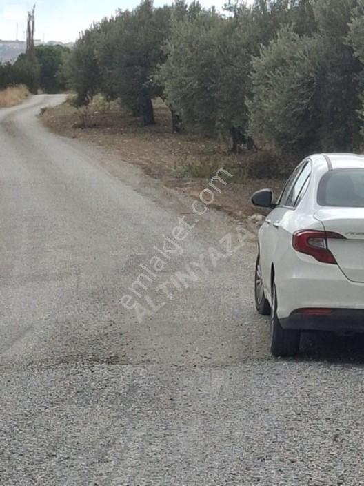 Foça Gerenköyde 1232 M2 Zeytinlik Satılıktır — fotoğraf 7