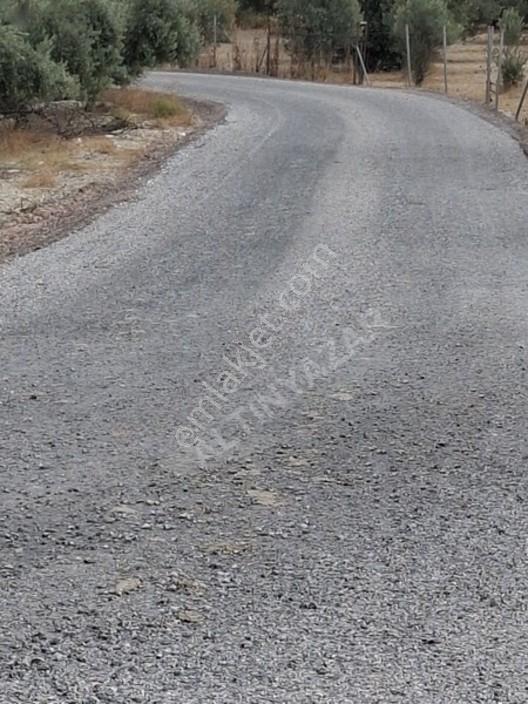 Foça Gerenköyde 1232 M2 Zeytinlik Satılıktır — fotoğraf 8