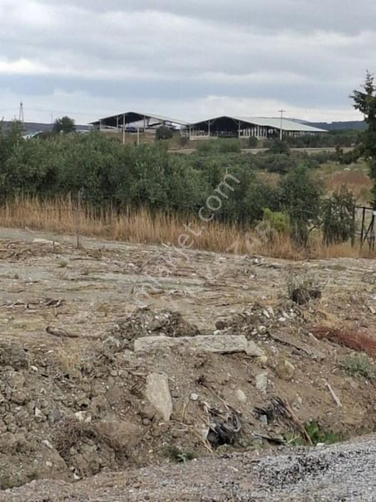 Foça Gerenköyde 1232 M2 Zeytinlik Satılıktır — fotoğraf 9