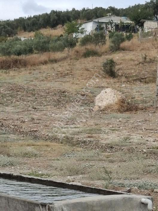 Foça Gerenköyde 1232 M2 Zeytinlik Satılıktır — fotoğraf 10