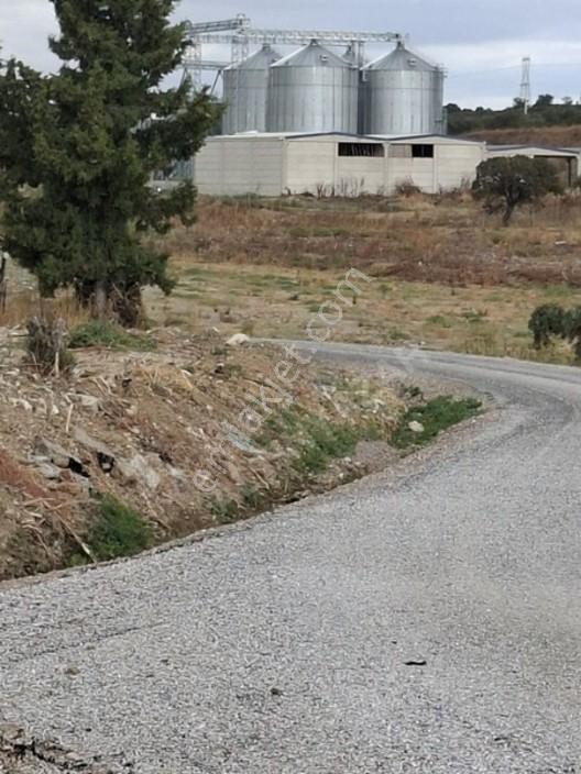 Foça Gerenköyde 1232 M2 Zeytinlik Satılıktır — fotoğraf 11