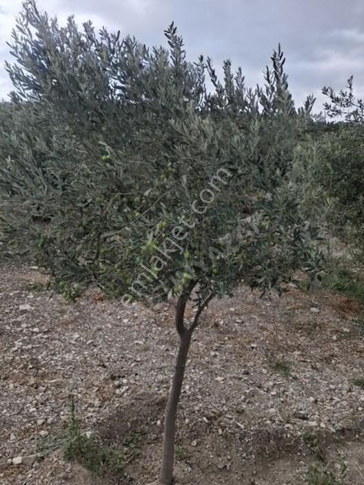 Foça Gerenköyde 1232 M2 Zeytinlik Satılıktır — fotoğraf 12