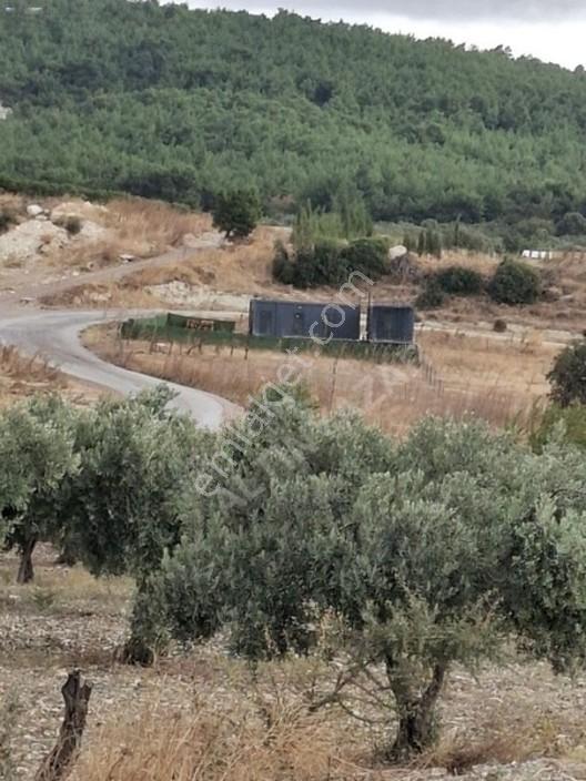 Foça Gerenköyde 1232 M2 Zeytinlik Satılıktır — fotoğraf 13