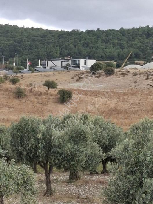 Foça Gerenköyde 1232 M2 Zeytinlik Satılıktır — fotoğraf 14