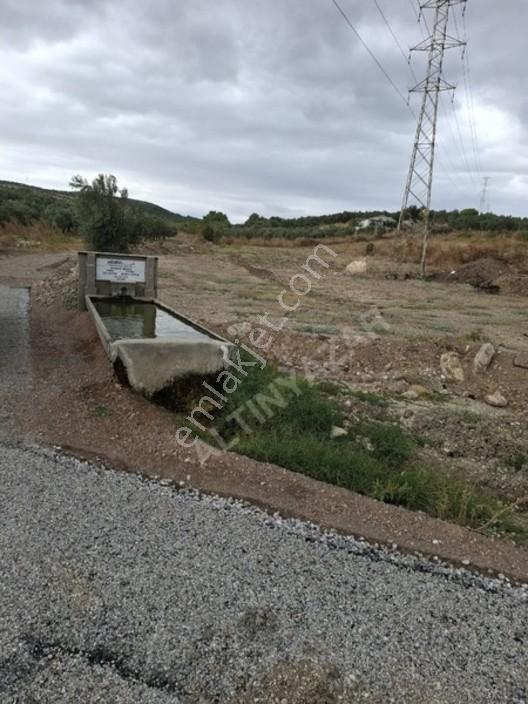 Foça Gerenköyde 1232 M2 Zeytinlik Satılıktır — fotoğraf 15