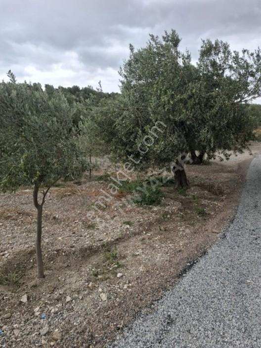 Foça Gerenköyde 1232 M2 Zeytinlik Satılıktır — fotoğraf 16