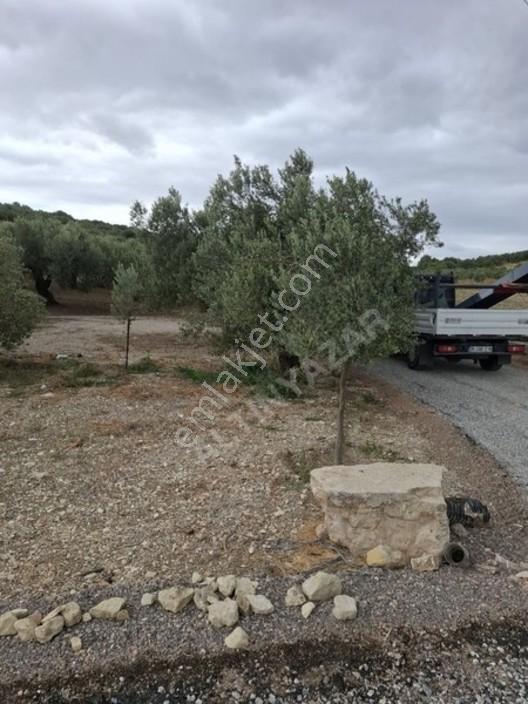 Foça Gerenköyde 1232 M2 Zeytinlik Satılıktır — fotoğraf 17