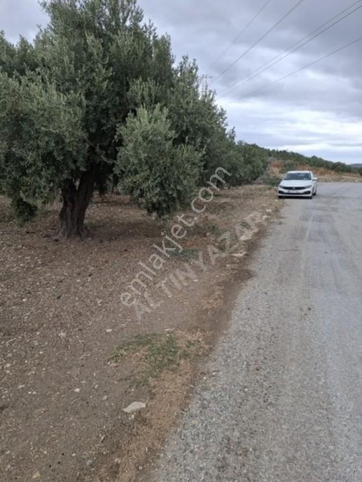 Foça Gerenköyde 1232 M2 Zeytinlik Satılıktır — fotoğraf 19