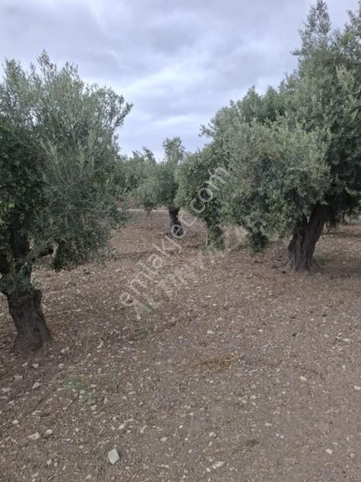 Foça Gerenköyde 1232 M2 Zeytinlik Satılıktır — fotoğraf 20
