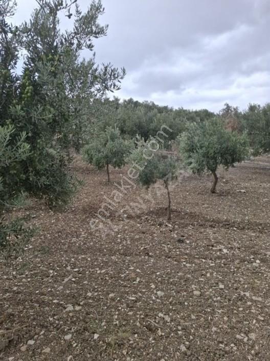 Foça Gerenköyde 1232 M2 Zeytinlik Satılıktır — fotoğraf 22