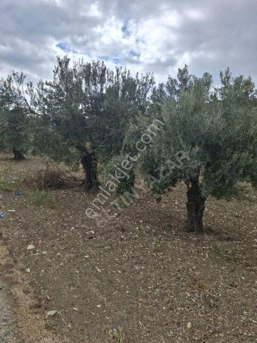 Foça Gerenköyde 1232 M2 Zeytinlik Satılıktır — fotoğraf 23