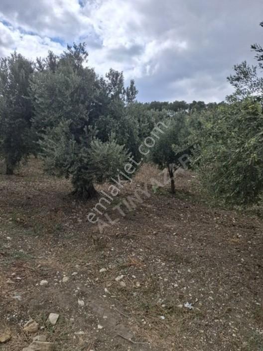 Foça Gerenköyde 1232 M2 Zeytinlik Satılıktır — fotoğraf 24