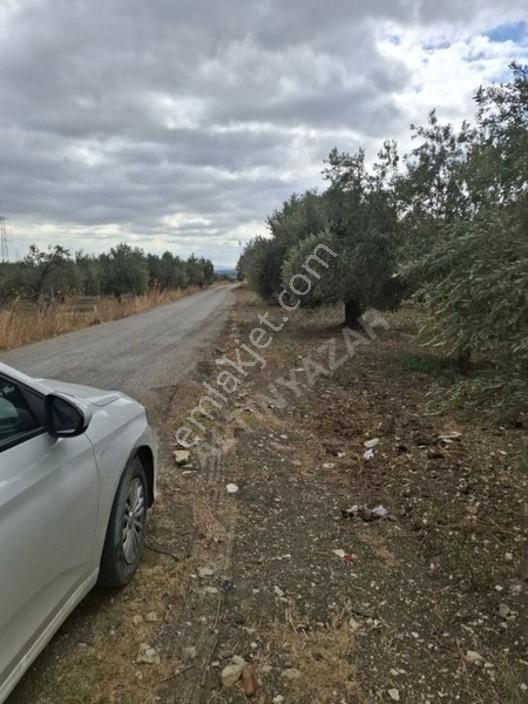 Foça Gerenköyde 1232 M2 Zeytinlik Satılıktır — fotoğraf 25
