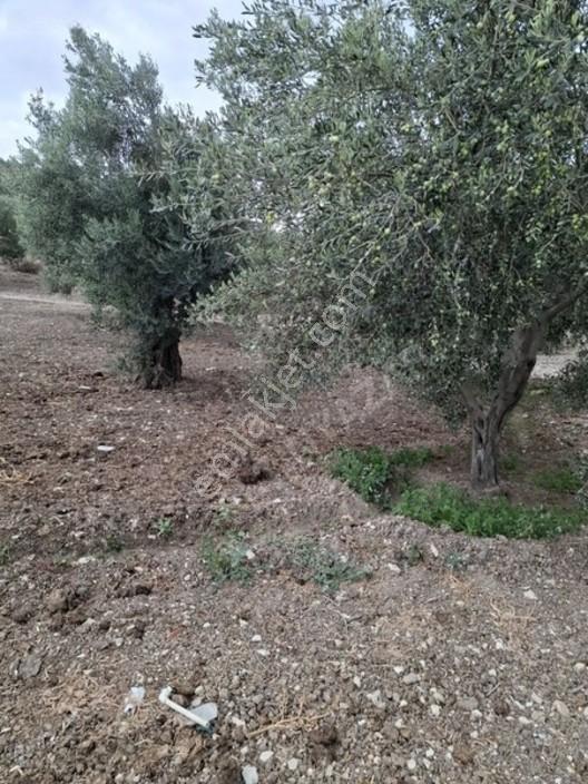 Foça Gerenköyde 1232 M2 Zeytinlik Satılıktır — fotoğraf 26