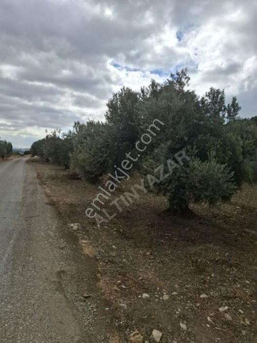 Foça Gerenköyde 1232 M2 Zeytinlik Satılıktır — fotoğraf 27