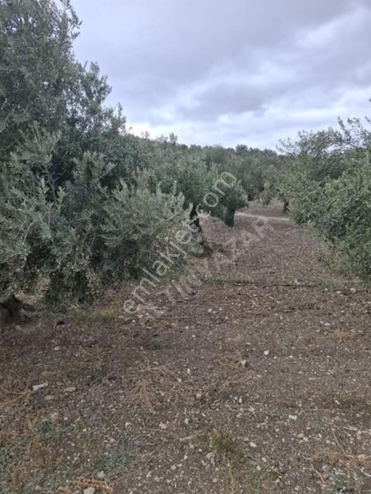 Foça Gerenköyde 1232 M2 Zeytinlik Satılıktır — fotoğraf 28