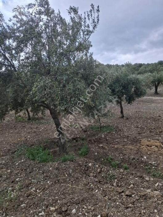 Foça Gerenköyde 1232 M2 Zeytinlik Satılıktır — fotoğraf 29