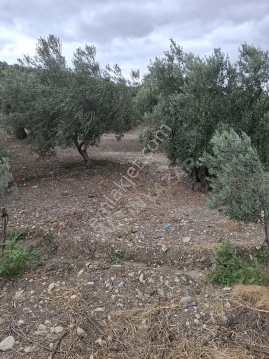 Foça Gerenköyde 1232 M2 Zeytinlik Satılıktır — fotoğraf 30