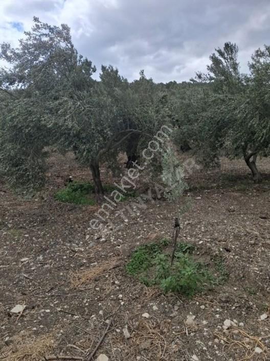 Foça Gerenköyde 1232 M2 Zeytinlik Satılıktır — fotoğraf 31