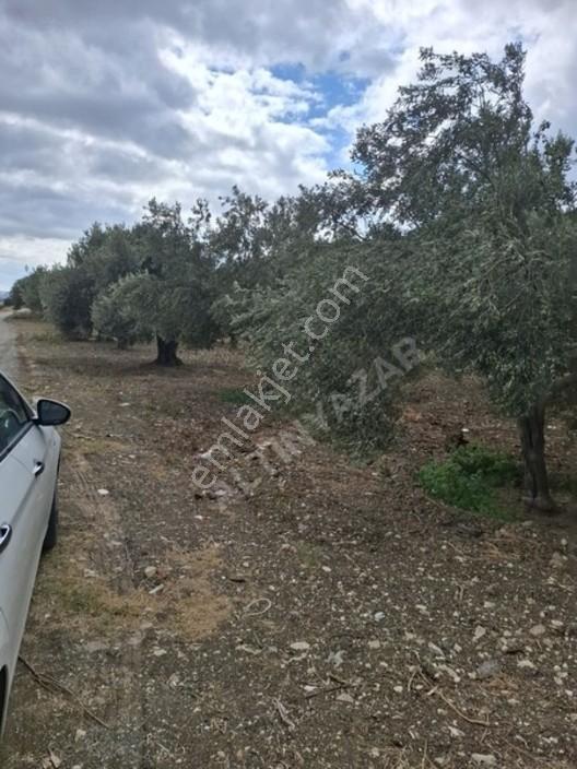 Foça Gerenköyde 1232 M2 Zeytinlik Satılıktır — fotoğraf 32