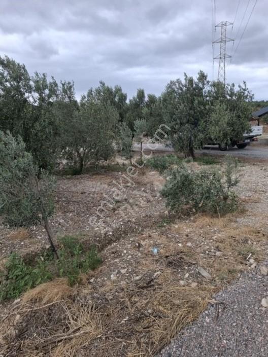Foça Gerenköyde 1232 M2 Zeytinlik Satılıktır — fotoğraf 33