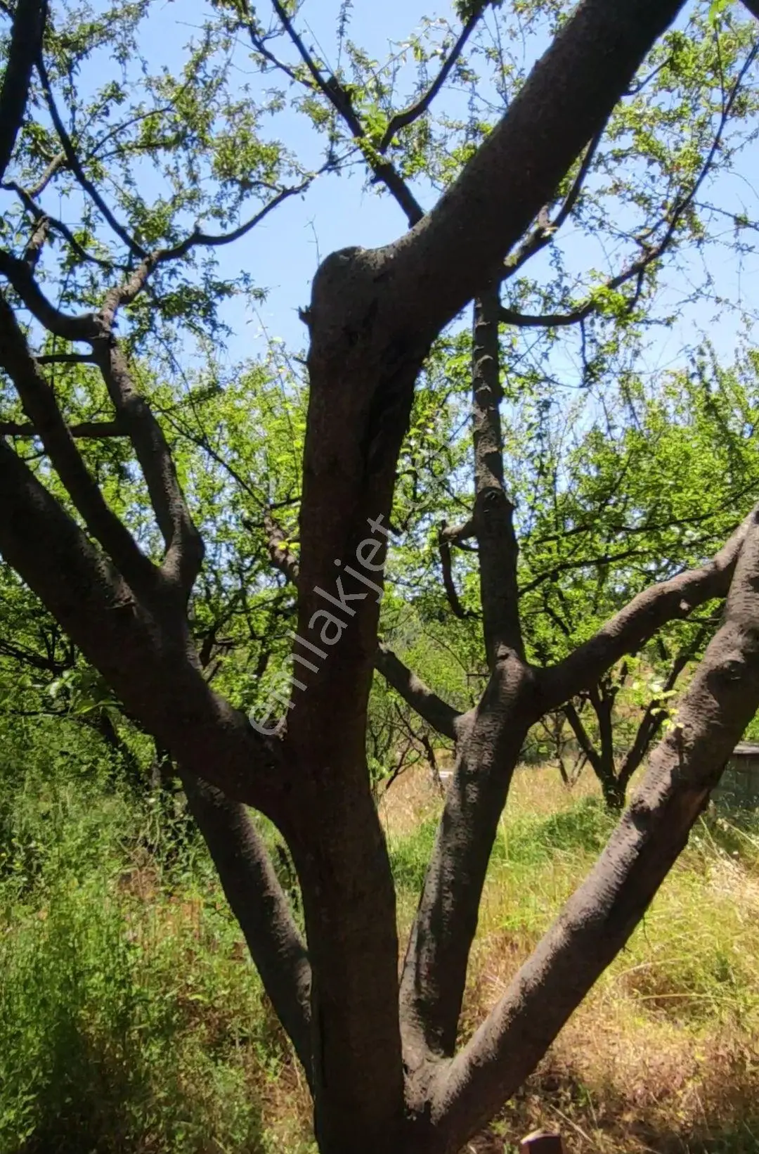 Yenişehir Kızılhisar Da 6487,m2 Yolu Ve Suyu Olan Meyve Bahçesi — fotoğraf 2