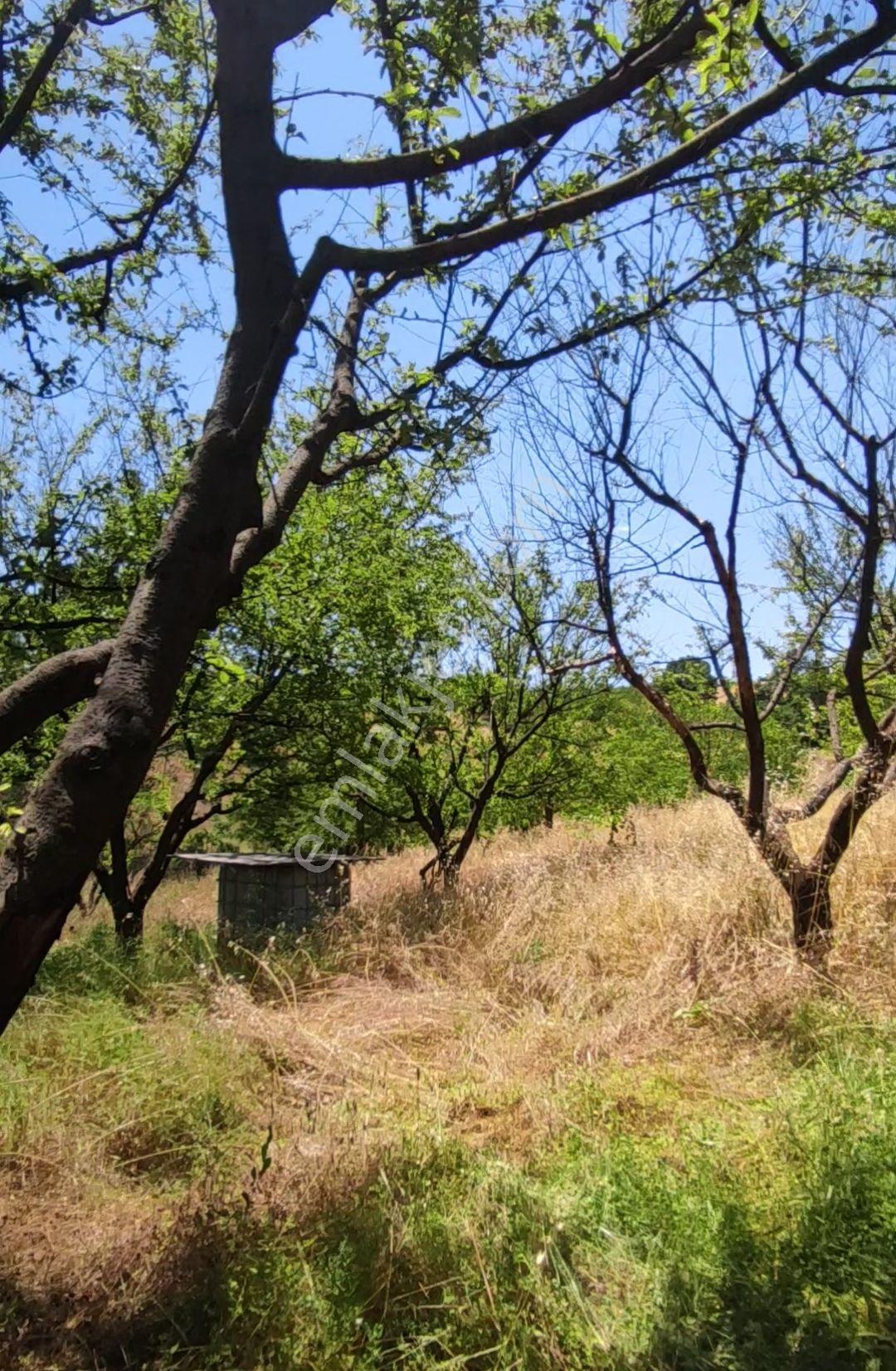 Yenişehir Kızılhisar Da 6487,m2 Yolu Ve Suyu Olan Meyve Bahçesi — fotoğraf 5