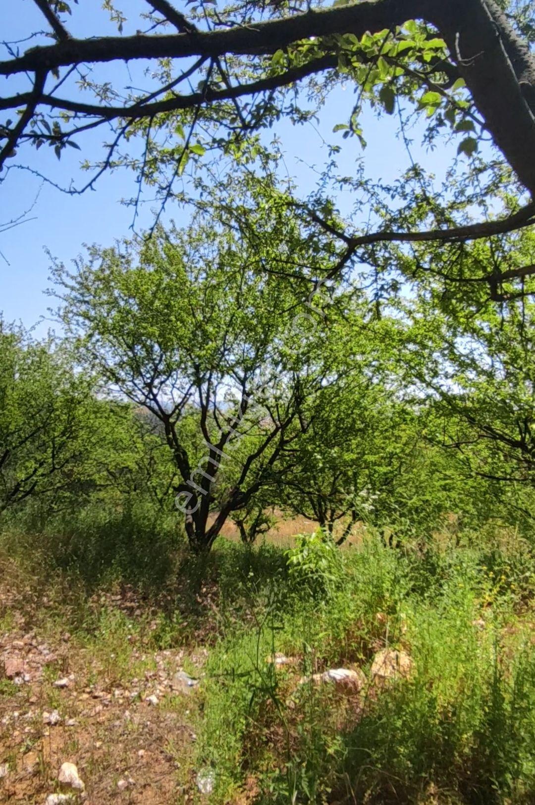 Yenişehir Kızılhisar Da 6487,m2 Yolu Ve Suyu Olan Meyve Bahçesi — fotoğraf 10