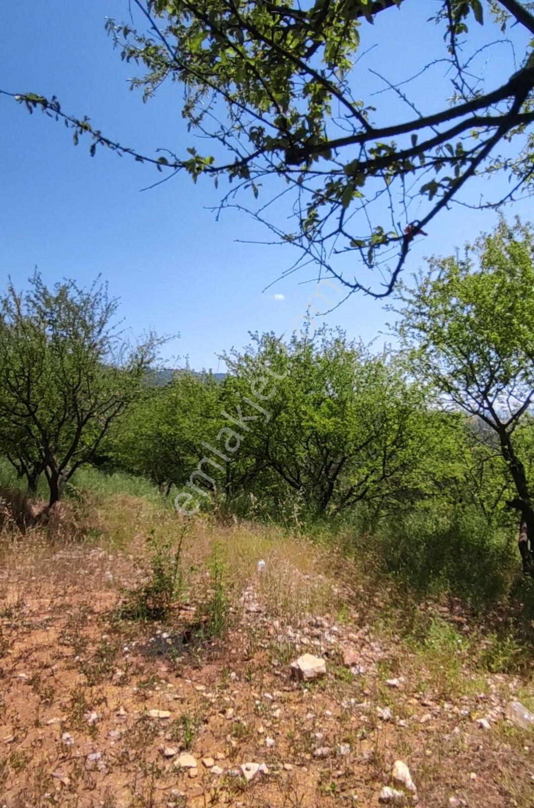 Yenişehir Kızılhisar Da 6487,m2 Yolu Ve Suyu Olan Meyve Bahçesi — fotoğraf 11