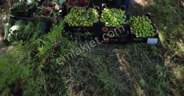 Yenişehir Kızılhisar Da 6487,m2 Yolu Ve Suyu Olan Meyve Bahçesi — fotoğraf 13