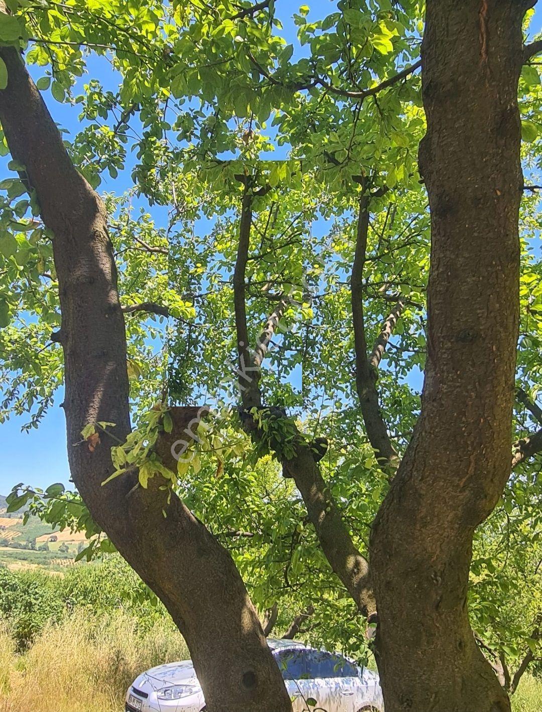 Yenişehir Kızılhisar Da 6487,m2 Yolu Ve Suyu Olan Meyve Bahçesi — fotoğraf 15