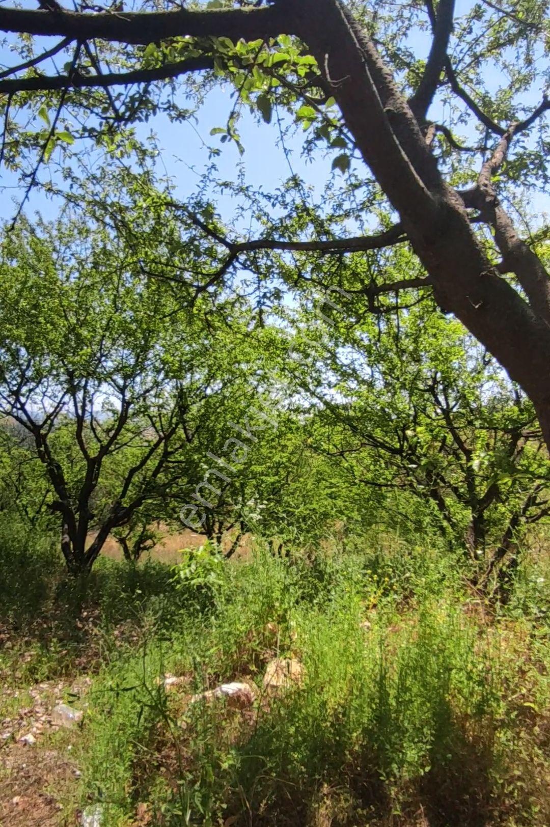 Yenişehir Kızılhisar Da 6487,m2 Yolu Ve Suyu Olan Meyve Bahçesi — fotoğraf 18