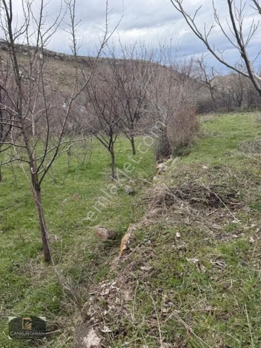 Gesi Güney'de Ev Yapılabilir Satılık Bahçe — fotoğraf 5