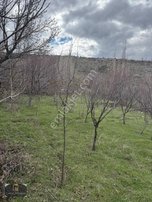 Gesi Güney'de Ev Yapılabilir Satılık Bahçe — fotoğraf 6