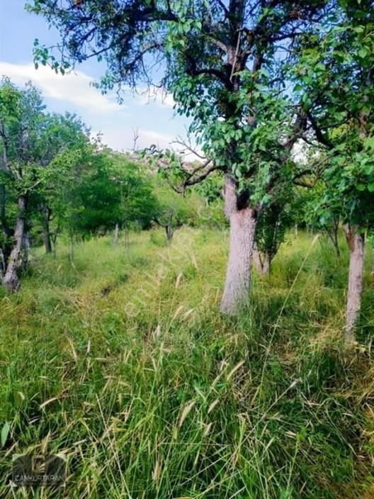 Gesi Güney'de Ev Yapılabilir Satılık Bahçe — fotoğraf 23