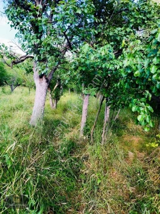 Gesi Güney'de Ev Yapılabilir Satılık Bahçe — fotoğraf 24