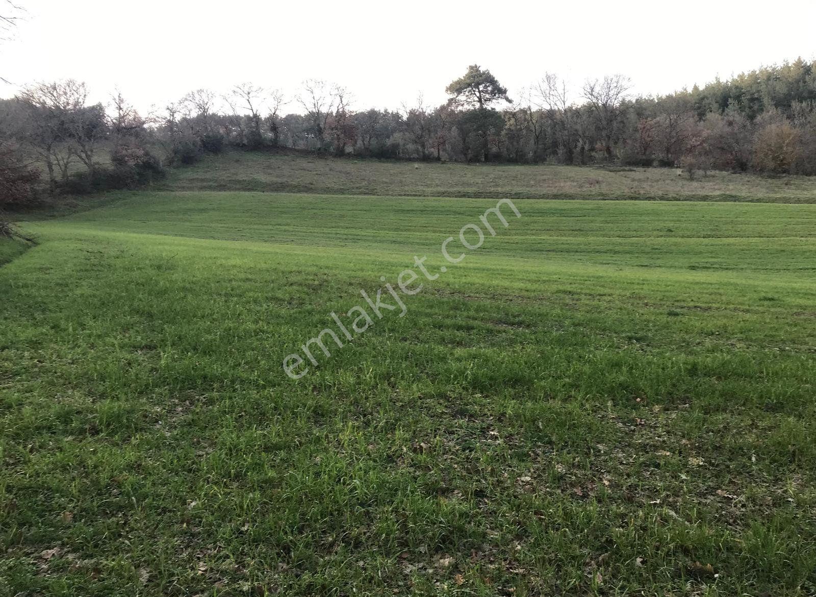 Yenice Davutköyde Kazdağları Doğasında Tarım Ve Yatırımlık Tarla — fotoğraf 2