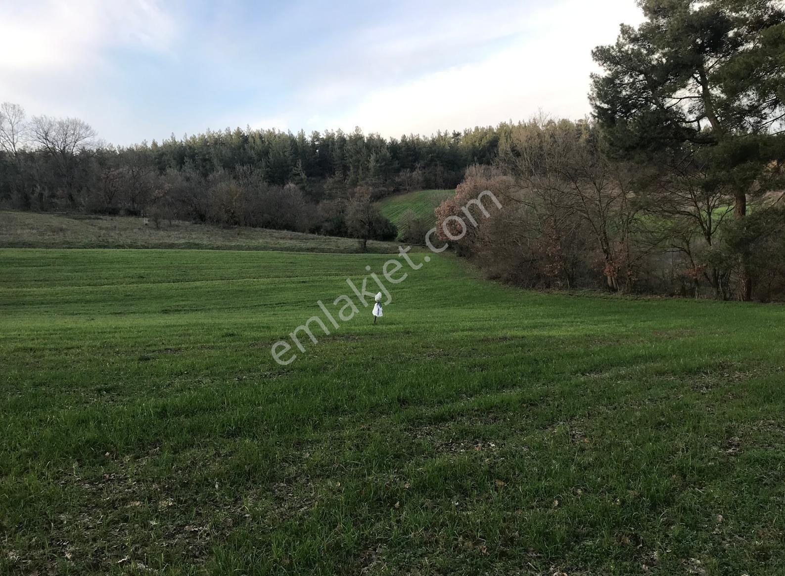 Yenice Davutköyde Kazdağları Doğasında Tarım Ve Yatırımlık Tarla — fotoğraf 8