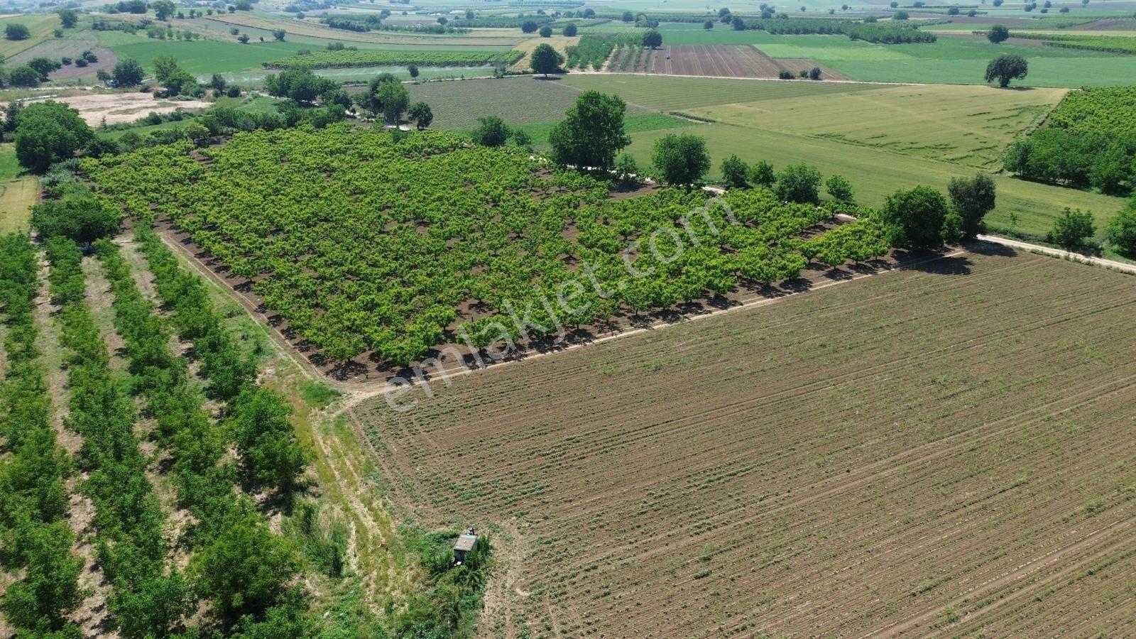 Bursa Yenişehir De Satılık Ceviz Bahçesi — fotoğraf 2