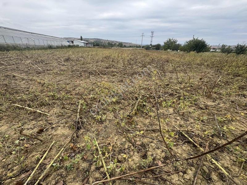 Tema Emlaktan Tekirdağ Naip Mah Yatırım Fırsatı Satılık Tarla — fotoğraf 4