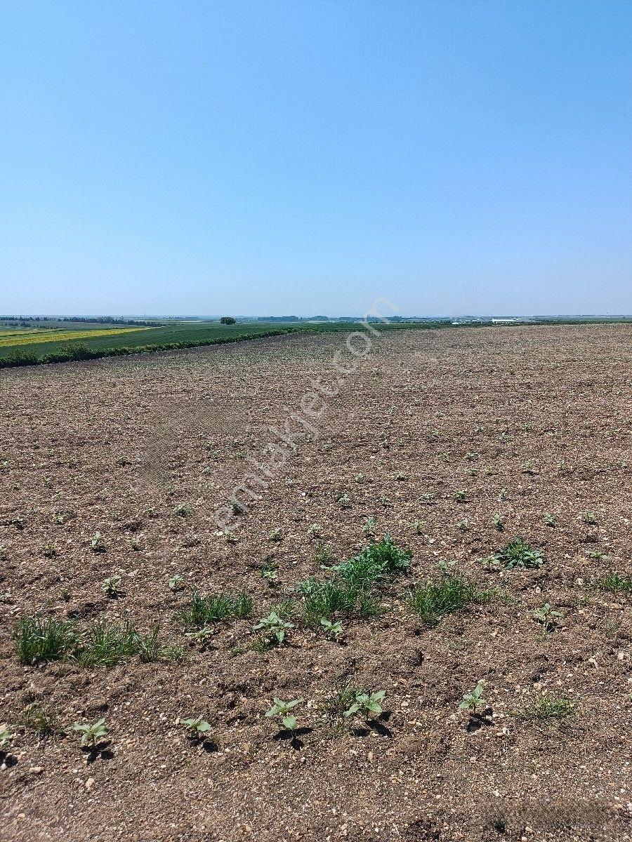 Tekirdağ Saray Şoförler Köyü — fotoğraf 5
