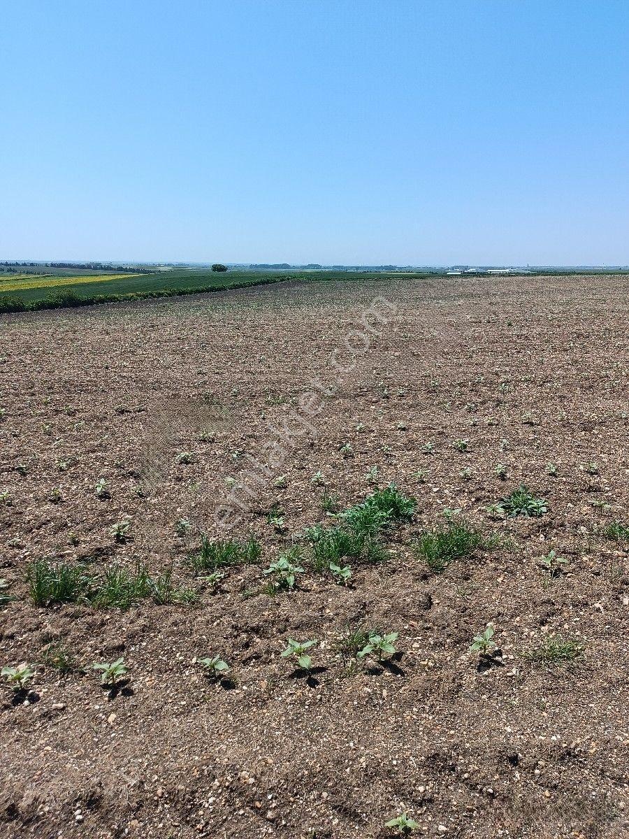 Tekirdağ Saray Şoförler Köyü — fotoğraf 6